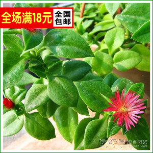 蔬菜穿心莲种子 牡丹吊兰 心叶日中花 花蔓草 花