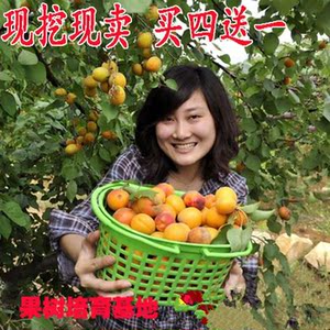 杏树苗嫁接杏子批发盆栽地南方北方种植果树常