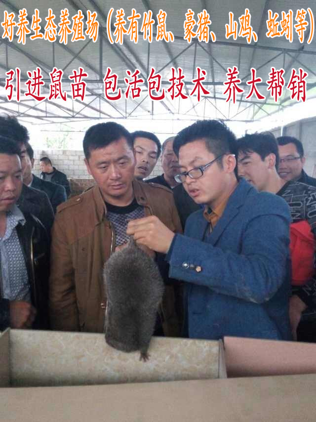 竹鼠種苗 竹鼠 鼠苗 中華竹鼠 銀星竹鼠 包活包技術包回收 單只在類目 寵物/寵物食品及用品, 倉鼠類及其它小寵, 豚鼠中 - 來自Buy2taobao.com提供專業的淘寶代購服務