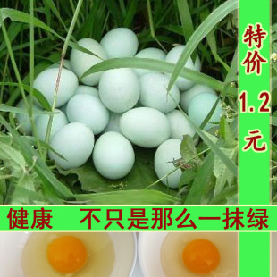  苏北农家散养 土鸡蛋 草鸡蛋 柴鸡蛋 宝宝开心吃 绿皮青壳草鸡蛋
