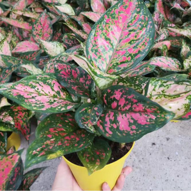 Ruyi Empress Red leaves Evergreen Empress originality Potted plant Flowering plants Imported Rare Breed Green plant Special Offerin the Home accessories , Mural category - from Buy2taobao.com to provide professional Taobao agent buy service
