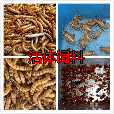 面包蟲黃粉蟲大麥蟲蜘蛛蠍子蜈蚣蜥蜴倉鼠爬蟲活體飼料600條包郵在類目 寵物/寵物食品及用品, 爬蟲/鳴蟲及其用品, 爬蟲/鳴蟲用具中 - 來自Buy2taobao.com提供專業的淘寶代購服務