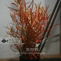 新手中后景鱼缸造景-鱼鱼万江草场 虎耳 绿虎耳