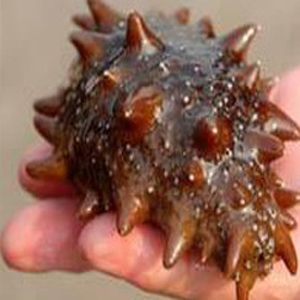  【鲜活海参】海参 鲜海参 活海参 刺参 可自己加工成高压即食海参