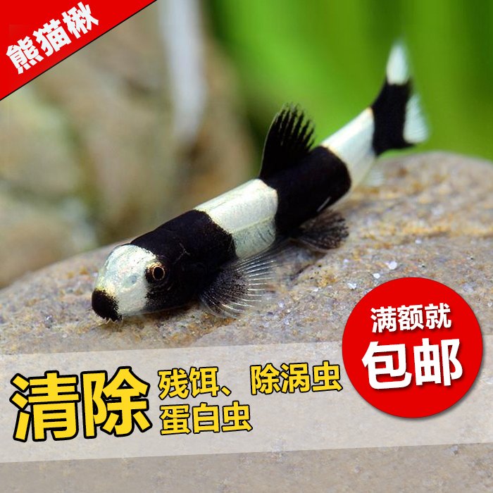 熊貓鳅 黑白鳅熱帶觀賞魚草缸工具魚 觀賞蝦缸可混養的小型除渦蟲在類目 寵物/寵物食品及用品, 水族世界, 魚中 - 來自Buy2taobao.com提供專業的淘寶代購服務