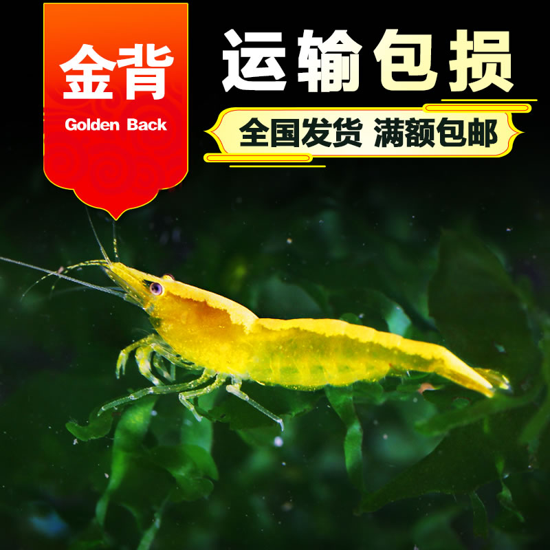 观赏虾活体金背黄金米虾宠物虾免邮可搭配水晶虾缸饲养水族工具虾在类目 宠物/宠物食品及用品, 水族世界, 虾中 - 来自Buy2taobao.com提供专业的淘宝代购服务