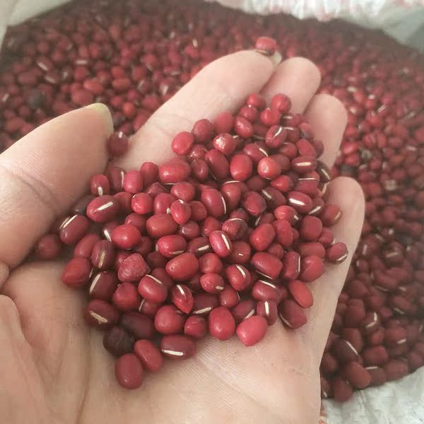 皖南农家自种高山赤豆 红豆 赤小豆500克在类目 粮油米面/南北干货/调味品, 米/面粉/杂粮, 豆类, 红豆中 - 来自Buy2taobao.com提供专业的淘宝代购服务