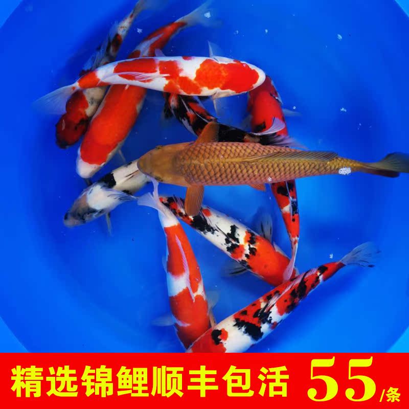 A fishing ground-Boutique Koi living thing Freshwater fish Dan Top Red and white Tricolor Taisho Showain the Pet/Pet food and supplies , Aqua World , Fish category - from Buy2taobao.com to provide professional Taobao agent buy service