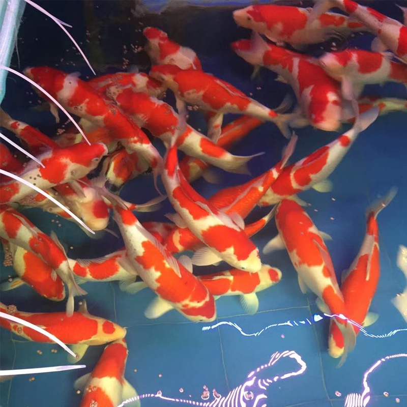 Koi Japan Koi Taiwan butterfly Koi Red and white Nagao Dragon Phoenix Showa Dan Top freshwater Ornamental fishin the Pet/Pet food and supplies , Aqua World , Fish category - from Buy2taobao.com to provide professional Taobao agent buy service