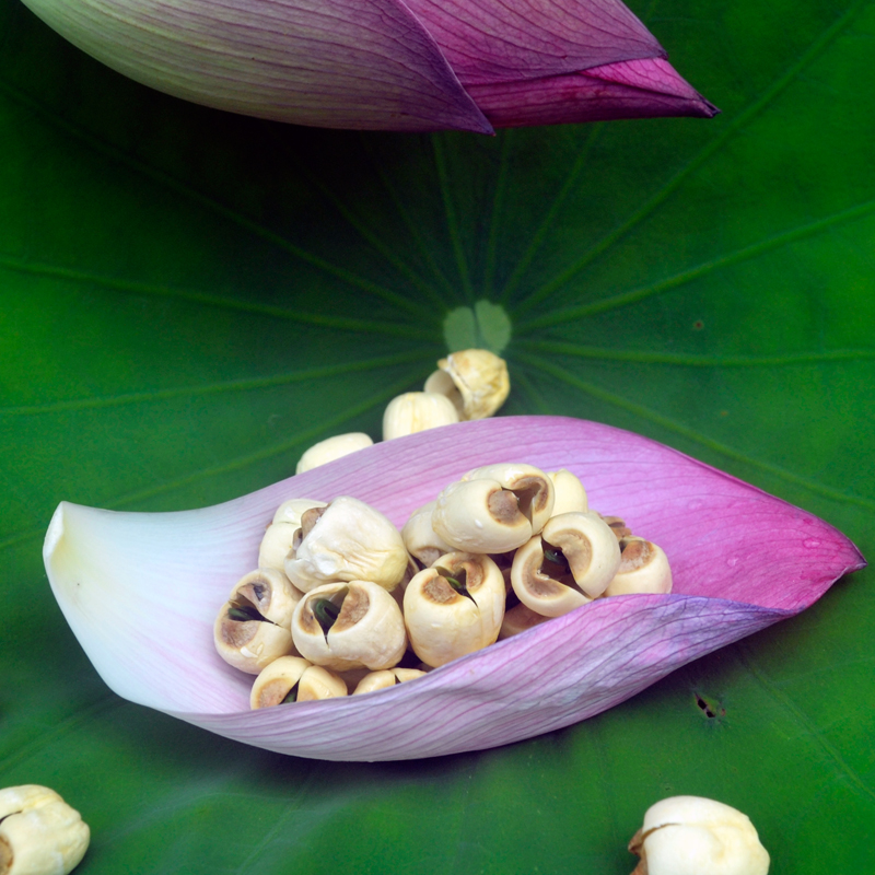 带芯白莲江西广昌农家自产干货特产手工不通心莲子同建宁500g散装在类目 粮油米面/南北干货/调味品, 南北干货/肉类干货, 干货/土特产, 莲子中 - 来自Buy2taobao.com提供专业的淘宝代购服务