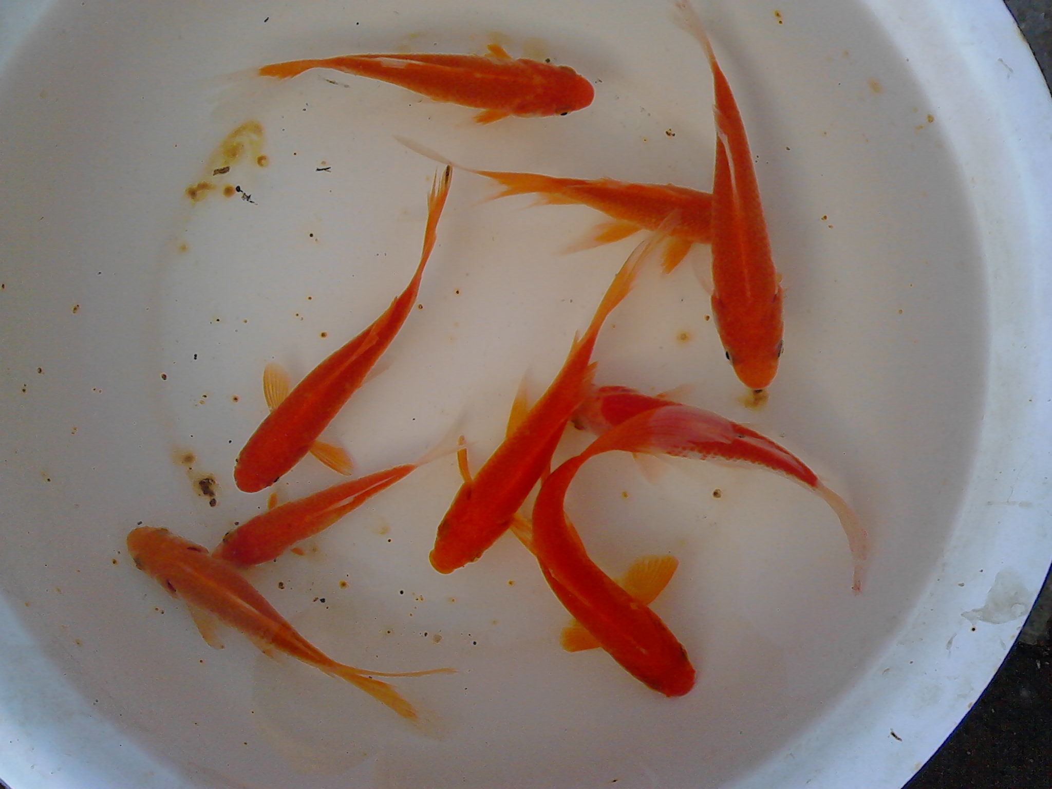 观赏金鱼,国粹精品\/草金鱼\/凤尾草金\/16公分左