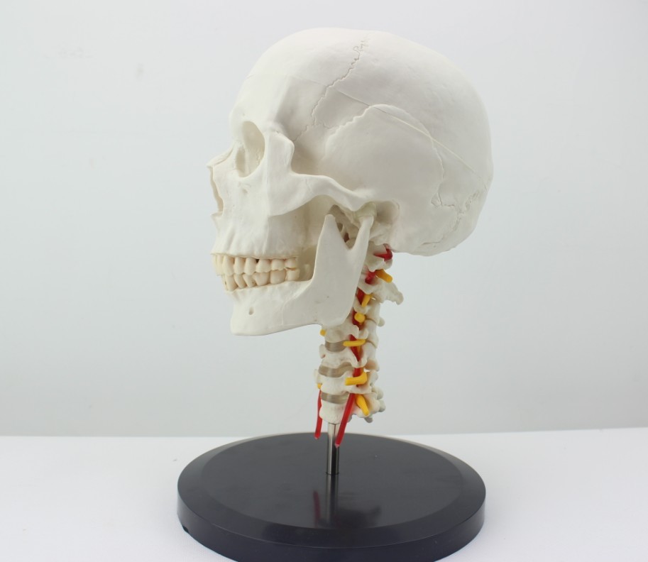enovo正品人体头骨颅骨带颈椎模型枕骨颅骨模型骨科医患沟通