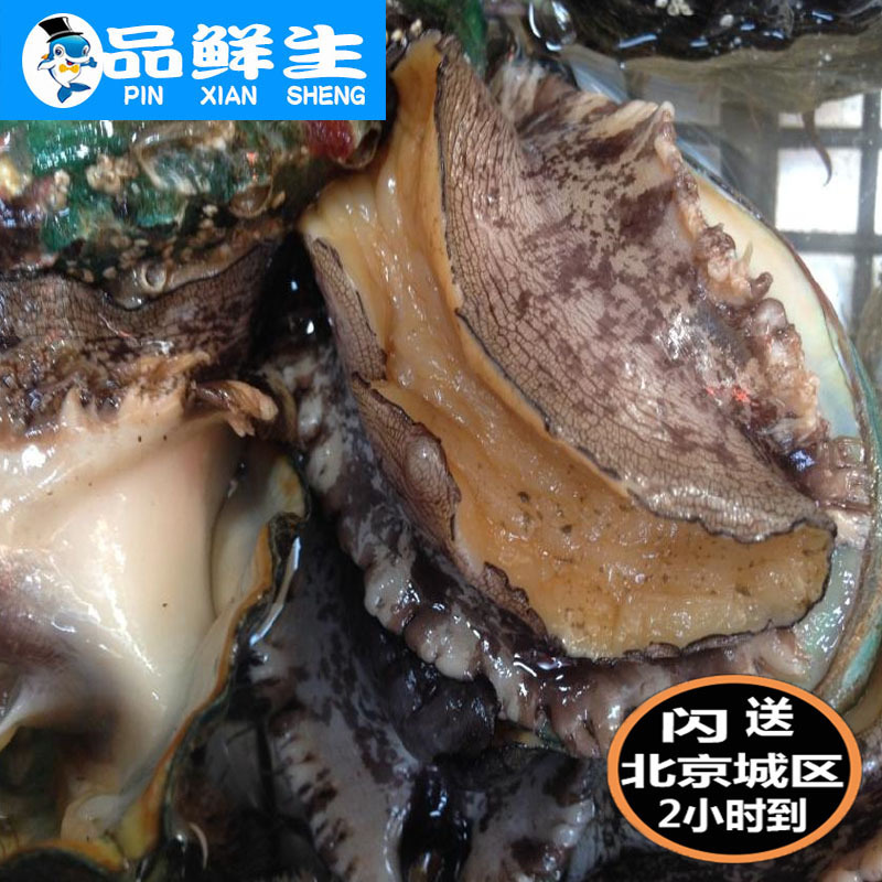 50g 鲜活海鲜大连鲍鱼 野生小鲍鱼 新鲜水产贝类 10头鲍鱼 现货|msdalam kategori daging perikanan/Buah-buahan segar dan sayur-sayuran/dimasak, makanan laut/produk akuatik/produk, kerang, Abalone - dari Buy2taobao.com untuk memberikan perkhidmatan ejen Taobao profesional membeli