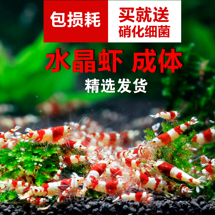 盛河水族活体宠物虾水晶观赏虾水族箱除藻虾活体观赏虾额满包邮在类目 宠物/宠物食品及用品, 水族世界, 虾中 - 来自Buy2taobao.com提供专业的淘宝代购服务
