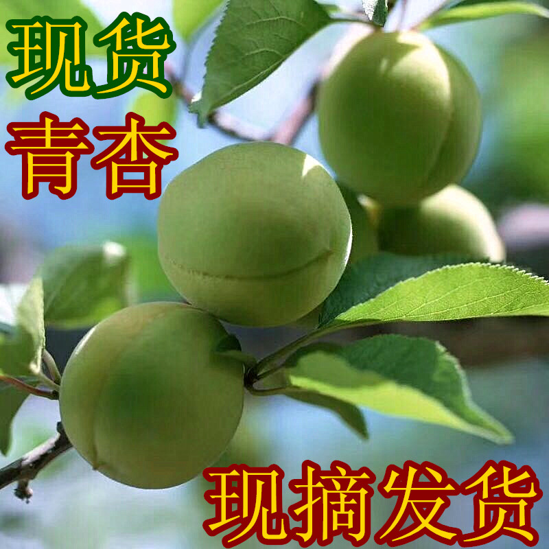 東北新鮮現摘青杏東北酸杏孕婦水果大青杏子3份包郵在類目 水產肉類/新鮮蔬果/熟食, 新鮮水果, 其它中 - 來自Buy2taobao.com提供專業的淘寶代購服務