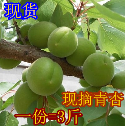 【特價1份3斤包郵】東北青杏酸杏脆杏現摘新鮮水果杏子酸脆綠杏子在類目 水產肉類/新鮮蔬果/熟食, 新鮮水果, 其它中 - 來自Buy2taobao.com提供專業的淘寶代購服務