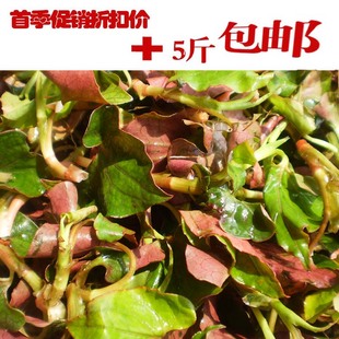  包邮 特产 时令蔬菜 鱼腥草叶子 嫩叶 折耳根叶子 新鲜 500克