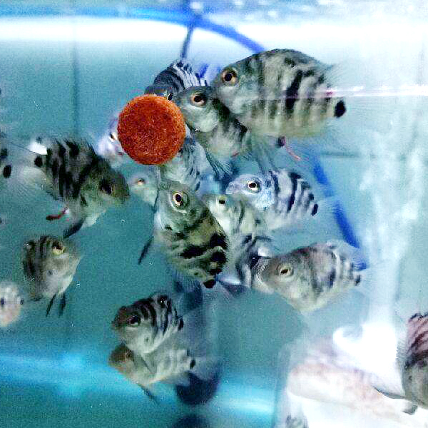 寶藍迷妳淡水觀賞魚包損稀有短鲷魚魚藍金剛在類目 寵物/寵物食品及用品, 水族世界, 魚中 - 來自Buy2taobao.com提供專業的淘寶代購服務
