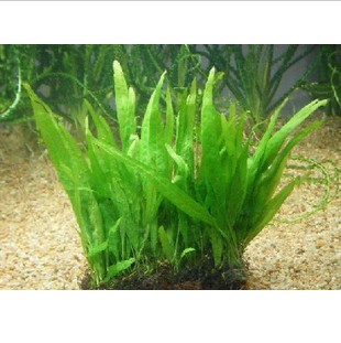 水草造景阴性草 细叶铁皇冠 中景草|一淘网优惠