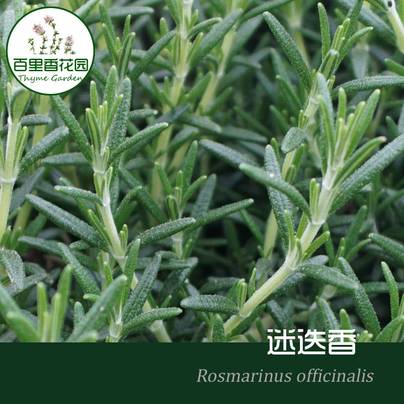 迷迭香 香草 小盆栽 香草苗 芳香植物苗 迷失香 香料 海洋之露