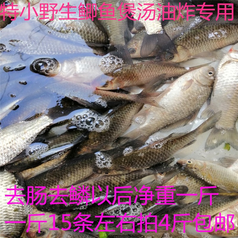 野生河鱼新鲜鲫鱼特小鲫鱼小杂鱼鲜活孕妇老人煲汤500克拍4斤包邮|msdalam kategori daging perikanan/Buah-buahan segar dan sayur-sayuran/dimasak, makanan laut/produk akuatik/produk, ikan air tawar - dari Buy2taobao.com untuk memberikan perkhidmatan ejen Taobao profesional membeli