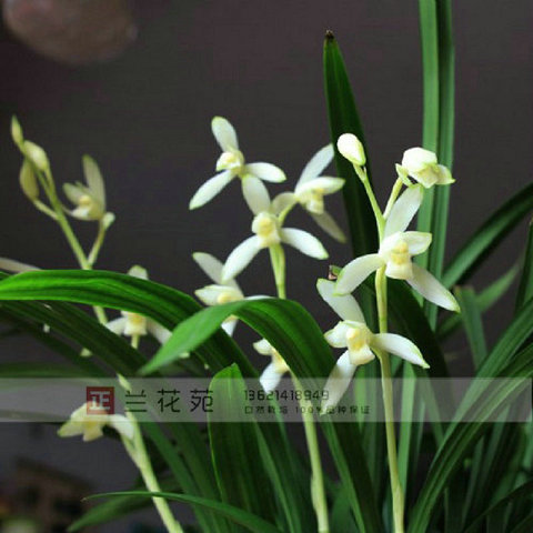 特壮苗青山玉泉 建兰苗铭品 四季兰苗素心 极清香|msdalam kategori penghantaran bunga/bunga simulasi/tumbuhan berkebun, bunga/Tumbuh-tumbuhan tumbuh-tumbuhan pasu (baru), bunga - dari Buy2taobao.com untuk memberikan perkhidmatan ejen Taobao profesional membeli