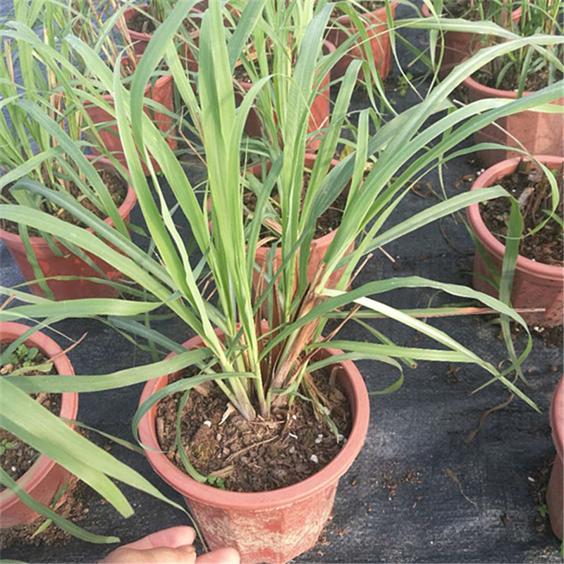 柠檬香茅草盆栽烤鱼食用香料庭院易养植物冬阴功调料柠檬草包邮|msdalam kategori penghantaran bunga/bunga simulasi/tumbuhan berkebun, bunga/Tumbuh-tumbuhan tumbuh-tumbuhan pasu (baru), tumbuh-tumbuhan hijau - dari Buy2taobao.com untuk memberikan perkhidmatan ejen Taobao profesional membeli