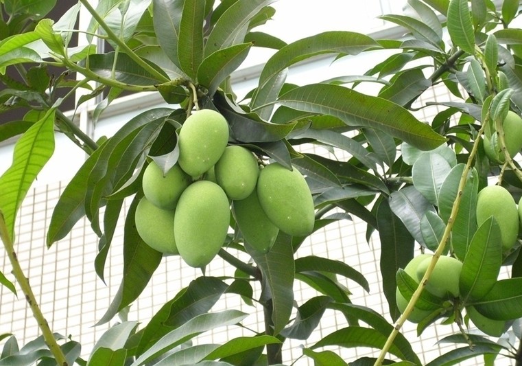 芒果树苗好吗?芒果树苗价格,芒果树苗排行榜,