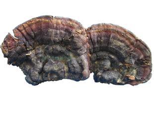  灵芝/赤芝 野生赤灵芝/天然赤灵芝正品实践经验不满意包退