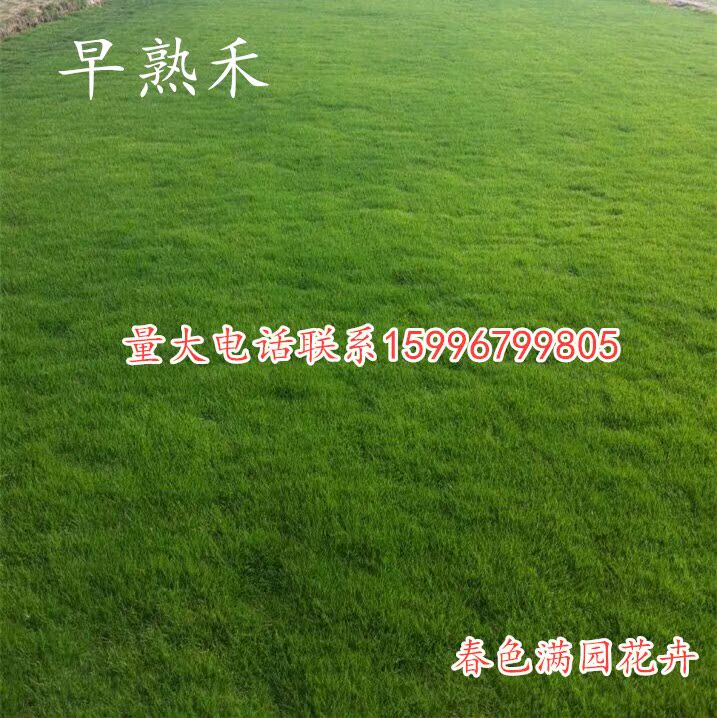 早熟禾 早熟禾草坪种子 早熟禾草种 早熟禾草籽 四季常青在类目 鲜花速递/花卉仿真/绿植园艺, 花卉/蔬果/草坪种子(新), 家庭园艺种子中 - 来自Buy2taobao.com提供专业的淘宝代购服务