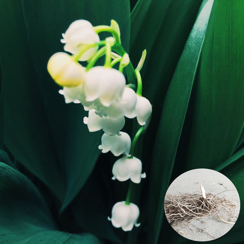 办公室桌面盆栽植物 宿根花卉 铃兰花 铃铛花香水花 花语纯洁的爱在类目 鲜花速递/花卉仿真/绿植园艺, 花卉/蔬果/草坪种子(新), 种球中 - 来自Buy2taobao.com提供专业的淘宝代购服务