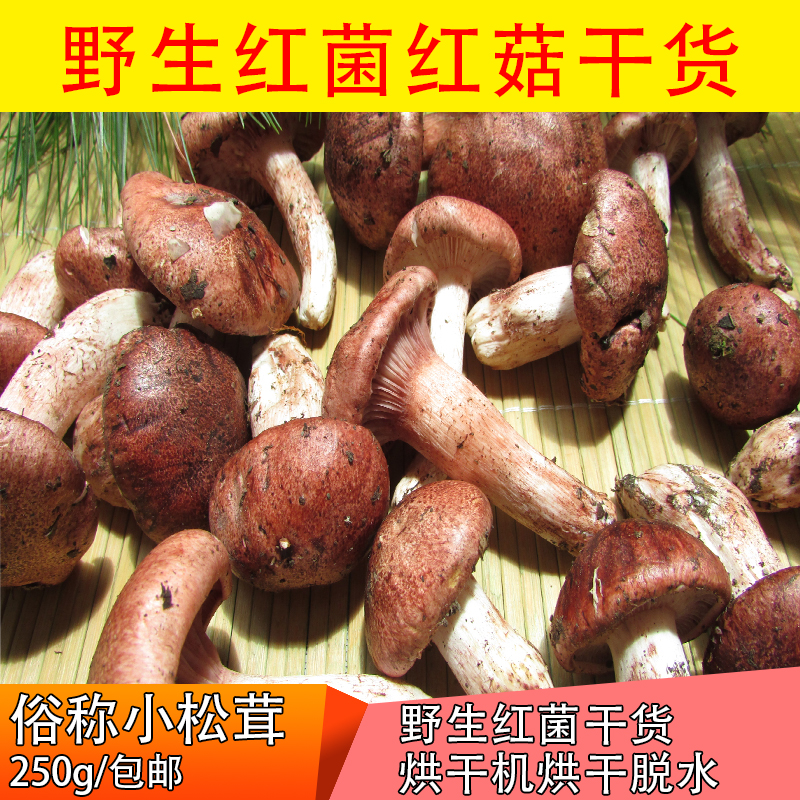野生干货红菌红菇俗称小松茸炖鸡煲汤比牛肝菌好吃250克包邮在类目 粮油米面/南北干货/调味品, 南北干货/肉类干货, 干货/土特产, 香菇类中 - 来自Buy2taobao.com提供专业的淘宝代购服务