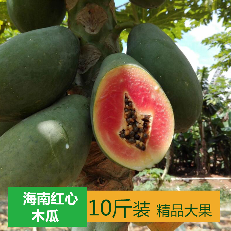 海南红心木瓜树上熟10斤包邮新鲜红心热带水果青木瓜牛奶甜冰糖心在类目 水产肉类/新鲜蔬果/熟食, 新鲜水果, 木瓜中 - 来自Buy2taobao.com提供专业的淘宝代购服务