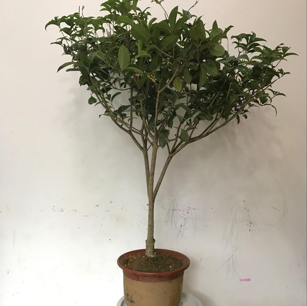 桂花树苗 庭院绿植盆栽阳台盆景 金银桂丹桂朱砂沉香状元红四季桂|msdalam kategori penghantaran bunga/bunga simulasi/tumbuhan berkebun, bunga/Tumbuh-tumbuhan tumbuh-tumbuhan pasu (baru), tumbuh-tumbuhan hijau - dari Buy2taobao.com untuk memberikan perkhidmatan ejen Taobao profesional membeli