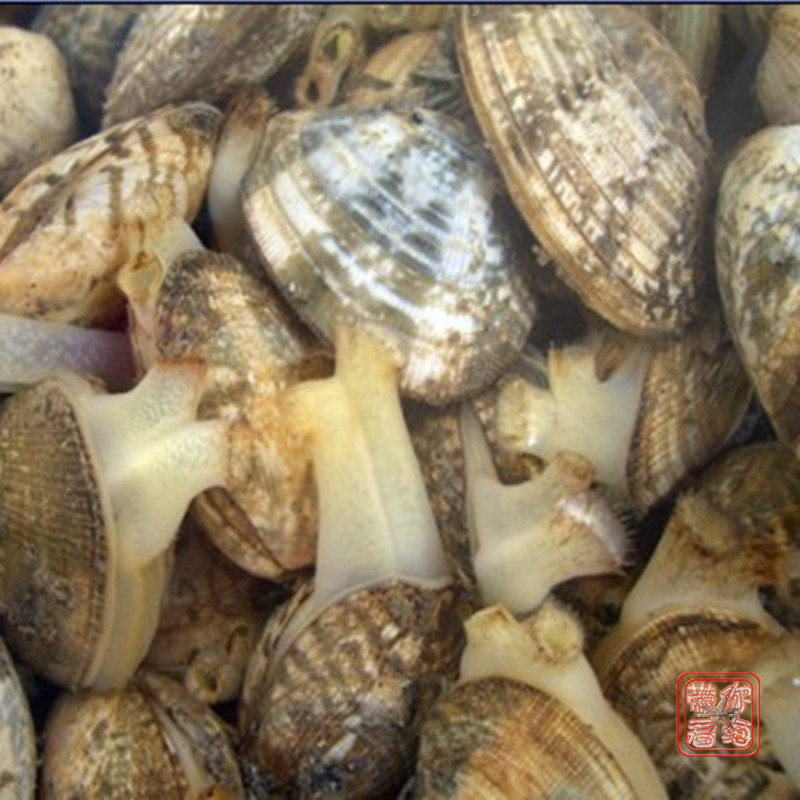 新品大促 連雲港海鮮 水産 鮮活花蛤 新鮮蛤蜊 已靜養去沙在類目 水產肉類/新鮮蔬果/熟食, 海鮮/水產品/製品, 貝類, 貝類製品中 - 來自Buy2taobao.com提供專業的淘寶代購服務
