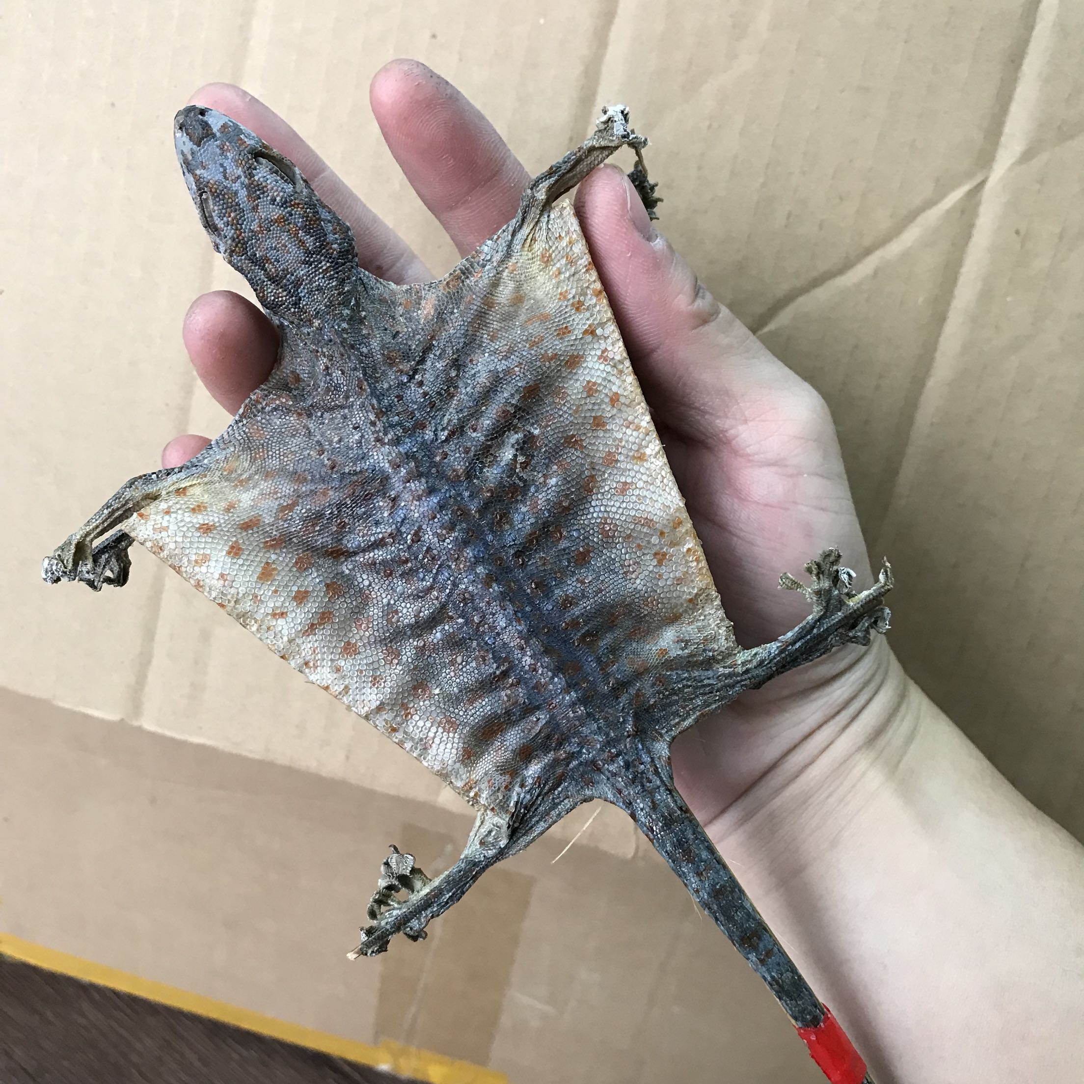 包邮1对大蛤蚧干货大壁虎泡酒养生材料可配海马海龙海蛇海燕泡酒|msdalam kategori makanan berkhasiat tradisional, Lain tonik tradisional, Lain tonik tradisional - dari Buy2taobao.com untuk memberikan perkhidmatan ejen Taobao profesional membeli
