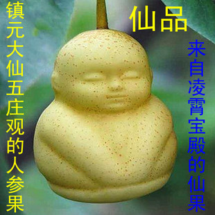 吉祥娃娃梨优质高档推荐秒杀礼品人参果梨水果新鲜水果送礼仙果