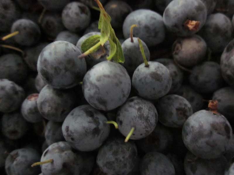 Blueberry Daxinganling Wild Blueberry Fresh fruit Frozen fresh fruit) Bottle 760 gramin the Snacks/Nuts/Specialty , Confection/Class dates/Plum/Dried fruit , Blueberries category - from Buy2taobao.com to provide professional Taobao agent buy service
