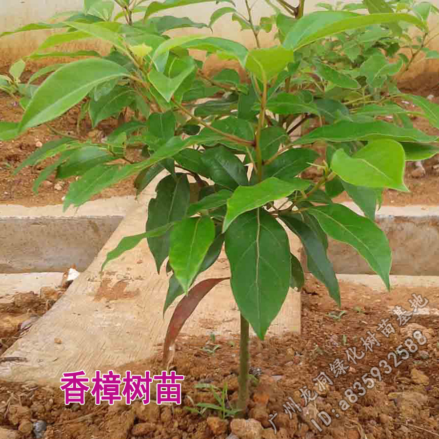 香樟树盆栽室外室内四季常绿植物香樟苗办公室盆景吸甲醛防辐射在类目 鲜花速递/花卉仿真/绿植园艺, 花园植物/行道树/果树, 行道树/乔木中 - 来自Buy2taobao.com提供专业的淘宝代购服务