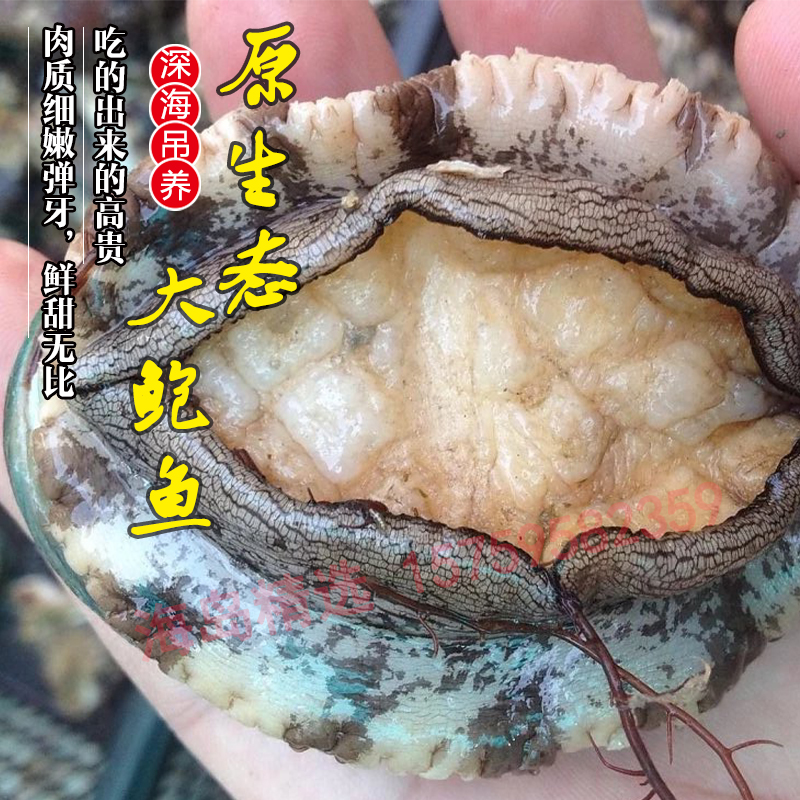 八头一斤 东山岛大鲍鱼深海吊养半野生鲍鱼新鲜活大鲍鱼海鲜特产在类目 水产肉类/新鲜蔬果/熟食, 海鲜/水产品/制品, 贝类, 鲍鱼中 - 来自Buy2taobao.com提供专业的淘宝代购服务