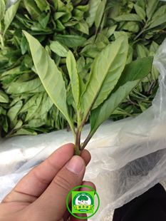  富贵菜 神仙菜 降血压 降血脂 抑制糖尿病 绿色食品 菜之语连锁