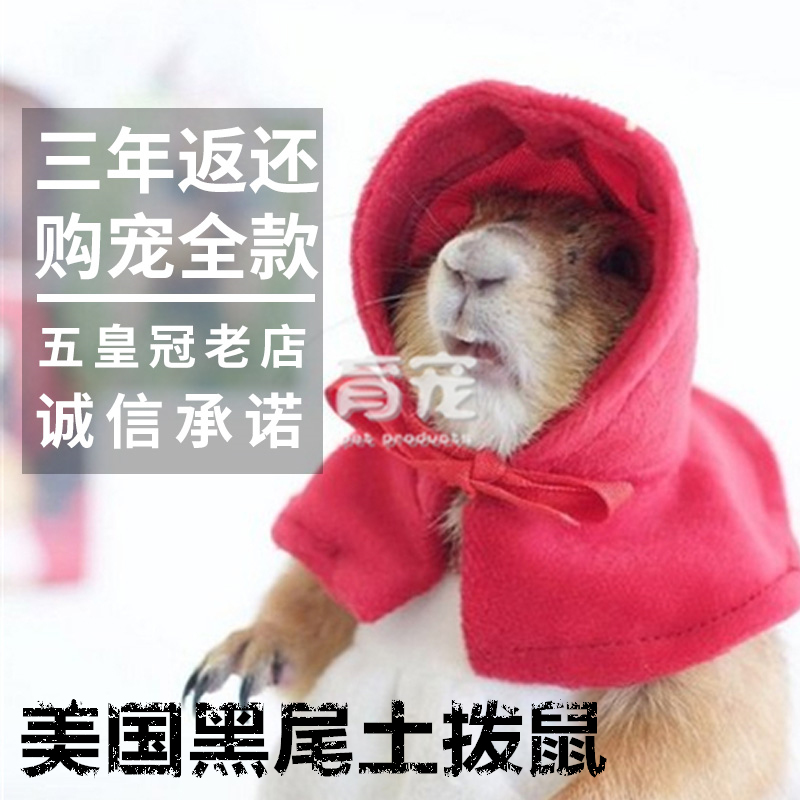 【直播】纯种美国黑尾土拨鼠幼体萌宠聪明活体土拨鼠活体网红宠物|msdalam kategori haiwan peliharaan/makanan haiwan dan bekalan, haiwan kesayangan yang lain, haiwan kesayangan yang lain - dari Buy2taobao.com untuk memberikan perkhidmatan ejen Taobao profesional membeli