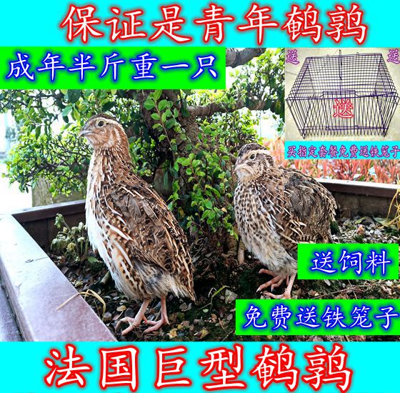 France giant Quail bird living thing quail Multiplication quail Youth quail living thing Pets Hand playingin the Pet/Pet food and supplies , Birds and supplies , Bird category - from Buy2taobao.com to provide professional Taobao agent buy service