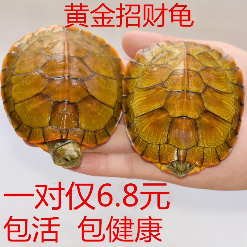 一对乌龟活物活体小宠特大迷你招财镇宅巴西龟宠物情侣观赏长寿龟在类目 宠物/宠物食品及用品, 水族世界, 龟/鳖中 - 来自Buy2taobao.com提供专业的淘宝代购服务