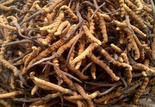  四川冬虫夏草乡下老家收购温补自用实惠批发7.3一克送礼泡酒煲汤