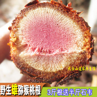 杨桃根-叶石苇石韦刀口药一月量4斤野生雄猕猴