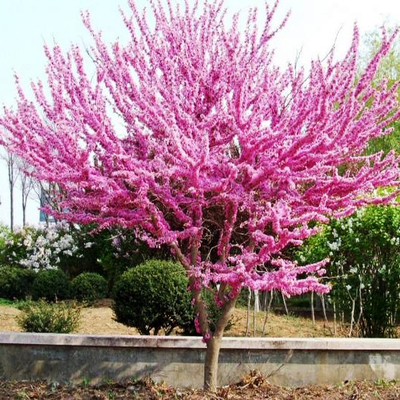 庭院绿化苗木 紫荆花苗 紫荆树苗 观花灌木 丛生独杆紫荆 满条红在类目 鲜花速递/花卉仿真/绿植园艺, 花园植物/行道树/果树, 行道树/乔木中 - 来自Buy2taobao.com提供专业的淘宝代购服务