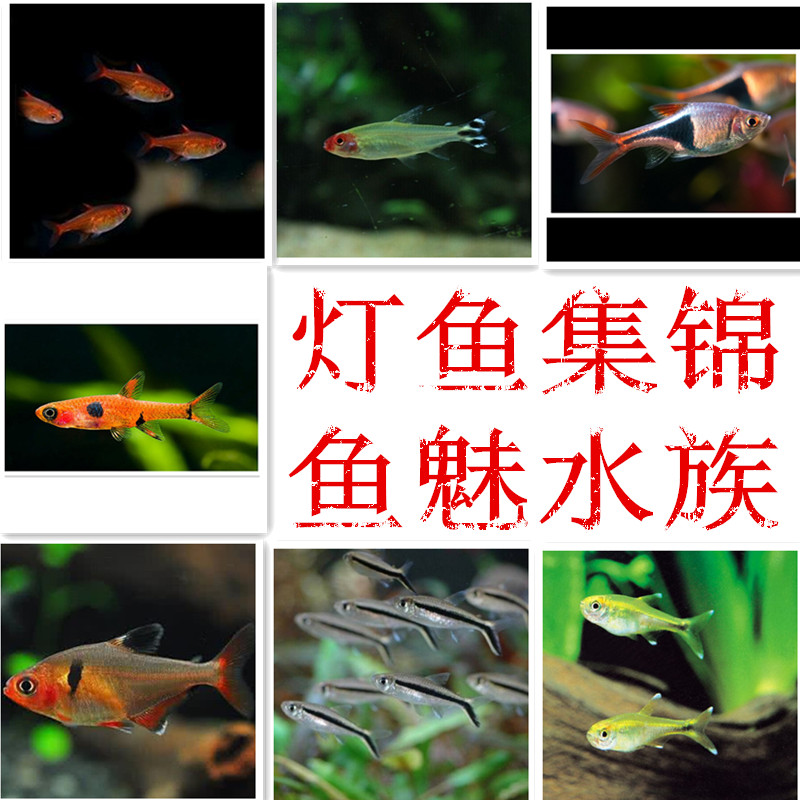 灯鱼集锦热带鱼观赏鱼活体鱼小型鱼淡水鱼缸造景推荐水族过滤器材在类目 宠物/宠物食品及用品, 水族世界, 鱼中 - 来自Buy2taobao.com提供专业的淘宝代购服务
