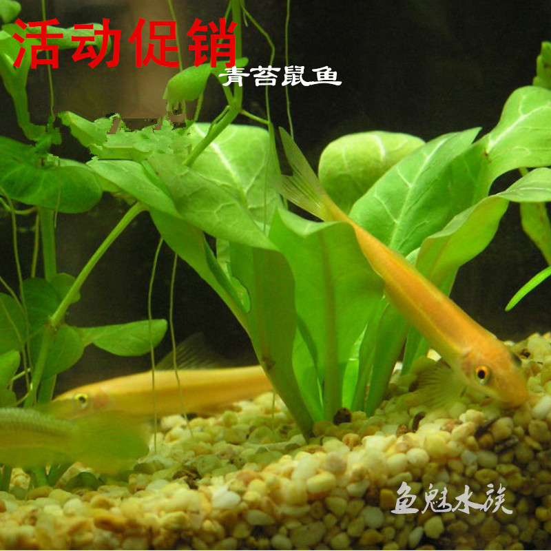 青苔鼠鱼热带鱼活体观赏鱼活体鱼小型鱼冷水鱼水草成都除藻鱼|msdalam kategori haiwan peliharaan/makanan haiwan dan bekalan, Aquarium World, ikan - dari Buy2taobao.com untuk memberikan perkhidmatan ejen Taobao profesional membeli