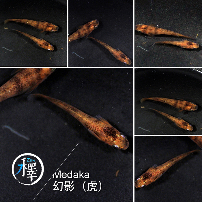 观赏鱼冷水鱼发财鱼风水鱼原生鱼迷你锦鲤观背青鳉锦鳉-锦秋在类目 宠物/宠物食品及用品, 水族世界, 鱼中 - 来自Buy2taobao.com提供专业的淘宝代购服务